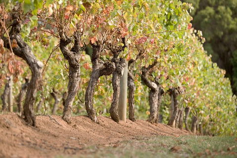 Vasse Felix Winery Tour And Tasting - Attractions 3
