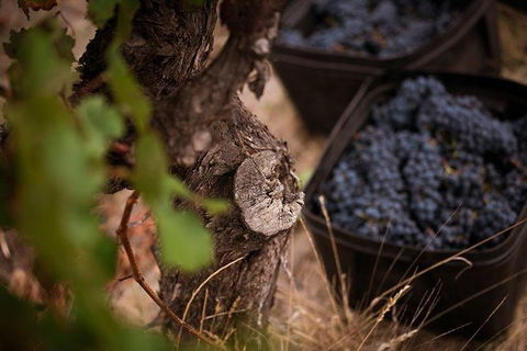 Vasse Felix Winery Tour And Tasting - Attractions 4