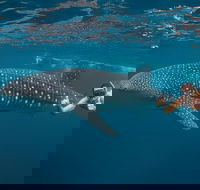 Ningaloo Reef Whale Shark Snorkeling Adventure Apr-July - Attractions