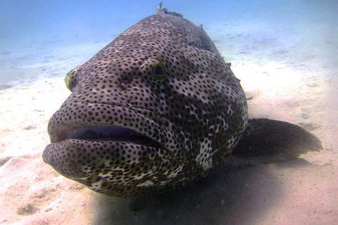 Scuba Dive Ningaloo Reef - Attractions 1