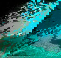 Scuba Dive Ningaloo Reef - Attractions