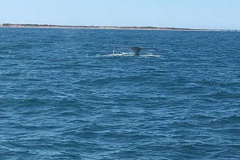 Scuba Dive Ningaloo Reef - Attractions 5