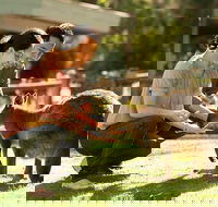 Very Best of Perth Tour - Wildlife Park  City Highlights Tour - Attractions