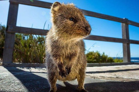 Full Day Sail To Rottnest Island From Fremantle - Attractions 9