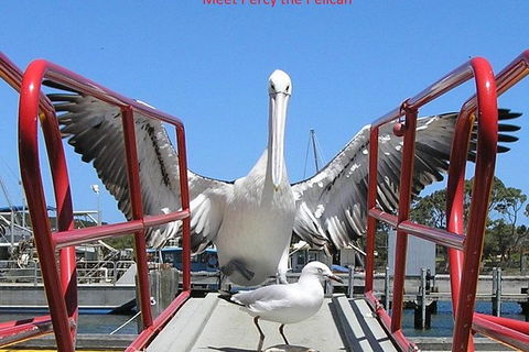 Kalgan Queen Scenic Cruises A Four Hour Sheltered Water Wildlife Tour Daily Fun. - Attractions 4