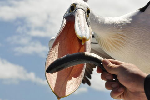 Kalgan Queen Scenic Cruises A Four Hour Sheltered Water Wildlife Tour Daily Fun. - Attractions 5
