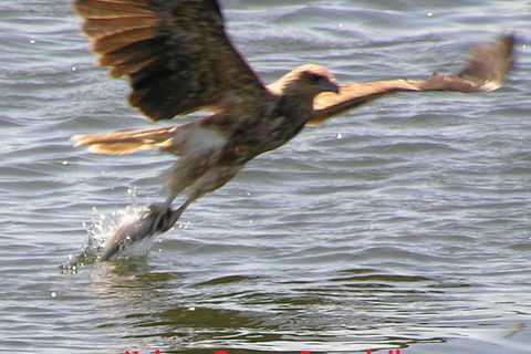 Kalgan Queen Scenic Cruises A Four Hour Sheltered Water Wildlife Tour Daily Fun. - Attractions 6