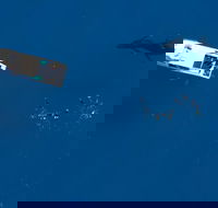 Humpback Whale Swim Ningaloo Reef - Attractions