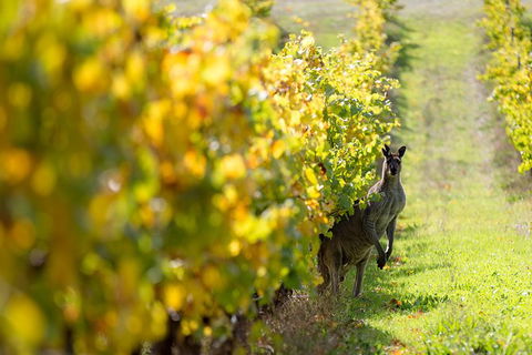 Full-Day Winery And Brewery Tour In Margaret River With Lunch - Attractions 6