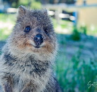 Snorkel and Visit the gorgeous Rottnest Island - Attractions
