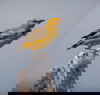 Lake Argyle Birdwatching Charter - Attractions Las Vegas