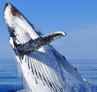 Whale Watching Tour - Attractions