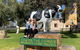 Discover Bunbury Geographe And Harvey Region - thumb 5