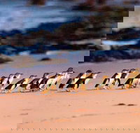 Phillip Island Penguin Parade Entry and Express Shuttle from Melbourne - Attractions