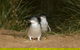 Small-Group Phillip Island Day Trip From Melbourne With Penguin Plus Viewing - thumb 1