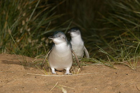 Small-Group Phillip Island Day Trip From Melbourne With Penguin Plus Viewing - Attractions 1