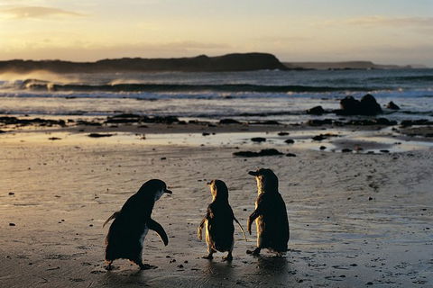 Small-Group Phillip Island Day Trip From Melbourne With Penguin Plus Viewing - Attractions 15