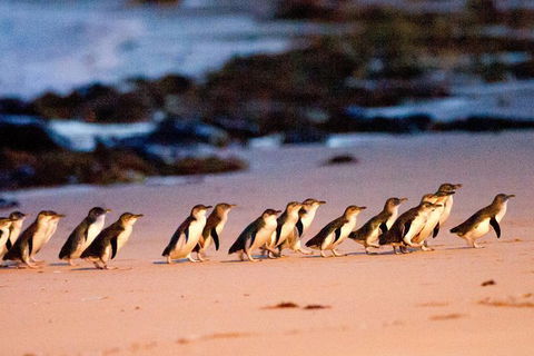 Small-Group Phillip Island Day Trip From Melbourne With Penguin Plus Viewing - Attractions 13