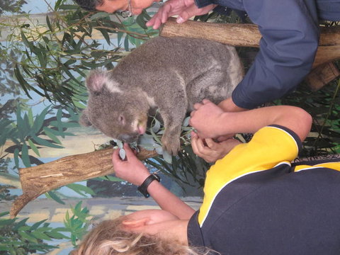 Phillip Island Tour From Melbourne - Attractions 11