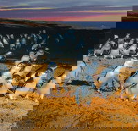 Phillip Island Tour from Melbourne - Attractions