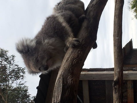 Phillip Island Tour From Melbourne - Attractions 23