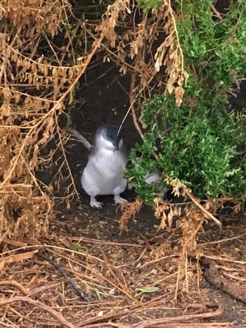 Phillip Island Tour From Melbourne - Attractions 4