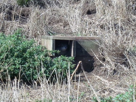 Phillip Island Tour From Melbourne - Attractions 19