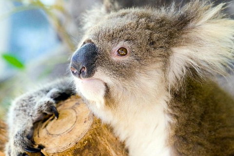 Phillip Island Tour From Melbourne - Attractions 1