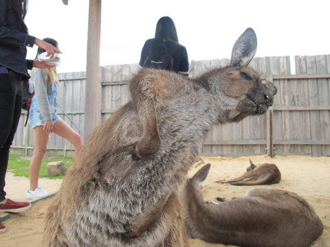 Phillip Island Tour From Melbourne - Attractions 10