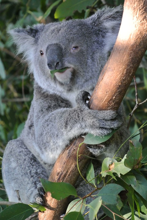 Phillip Island Tour From Melbourne - Attractions 2