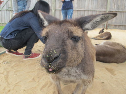 Phillip Island Tour From Melbourne - Attractions 12