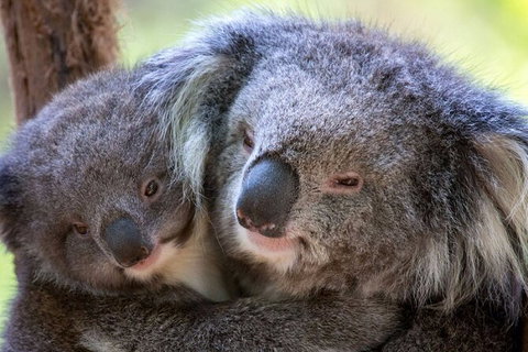 Half-Day Or Full-Day Tour With Private Guide From Melbourne - Attractions 8