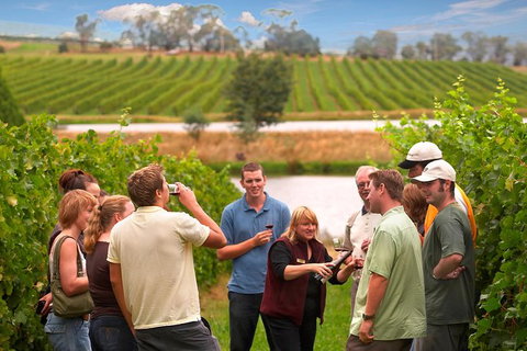 Yarra Valley Balloon Flight And Winery Tour - Attractions 17