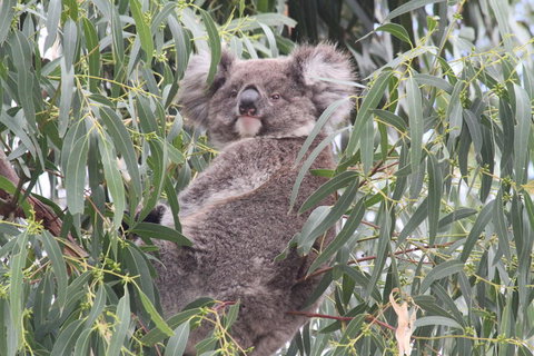 Koalas And Kangaroo In The Wild Tour From Melbourne - Attractions 9