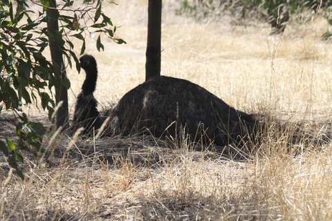 Koalas And Kangaroo In The Wild Tour From Melbourne - Attractions 8