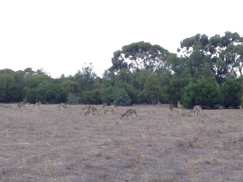 Koalas And Kangaroo In The Wild Tour From Melbourne - Attractions 11