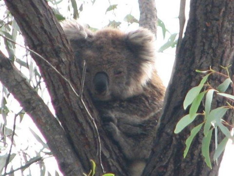 Koalas And Kangaroo In The Wild Tour From Melbourne - Attractions 24