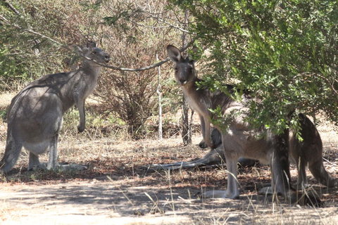 Koalas And Kangaroo In The Wild Tour From Melbourne - Attractions 6