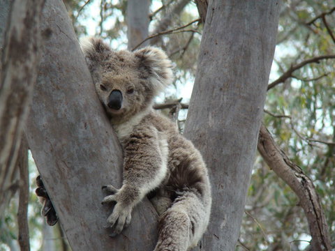 Koalas And Kangaroo In The Wild Tour From Melbourne - Attractions 21