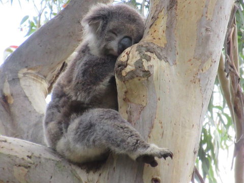 Koalas And Kangaroo In The Wild Tour From Melbourne - Attractions 17