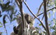 Koalas And Kangaroo In The Wild Tour From Melbourne - thumb 10