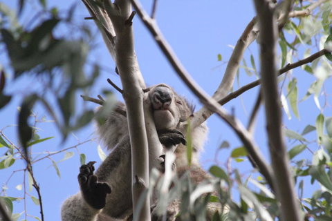 Koalas And Kangaroo In The Wild Tour From Melbourne - Attractions 10