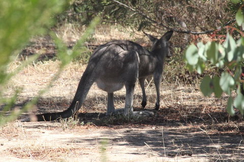 Koalas And Kangaroo In The Wild Tour From Melbourne - Attractions 3