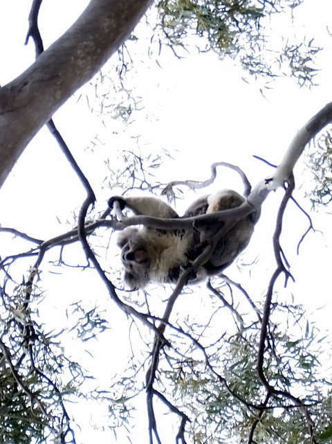 Koalas And Kangaroo In The Wild Tour From Melbourne - Attractions 2
