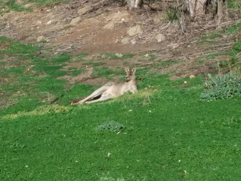 Koalas And Kangaroo In The Wild Tour From Melbourne - Attractions 16