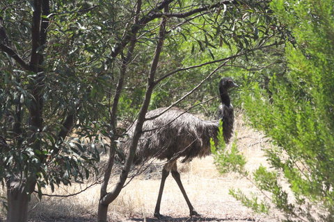 Koalas And Kangaroo In The Wild Tour From Melbourne - Attractions 7