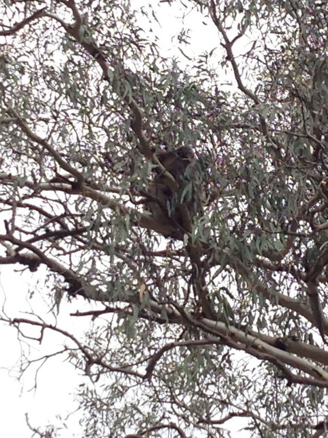 Koalas And Kangaroo In The Wild Tour From Melbourne - Attractions 13