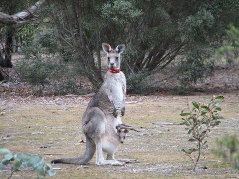 Koalas And Kangaroo In The Wild Tour From Melbourne - Attractions 25