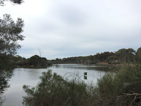 Koalas And Kangaroo In The Wild Tour From Melbourne - Attractions 15