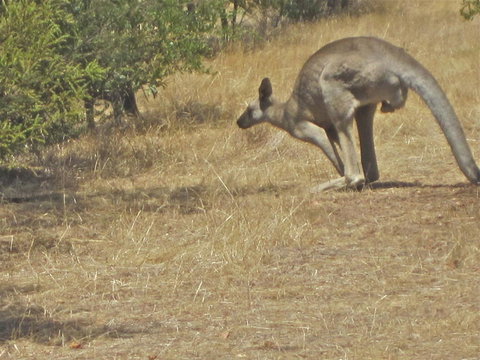 Koalas And Kangaroo In The Wild Tour From Melbourne - Attractions 18